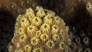 Yaklaş, Karayip Denizi resifinde mercan morfolojisi makrosu, Curacao