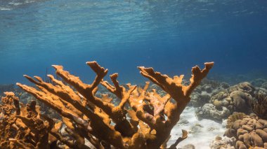 Karayip Denizi 'nin mercan kayalıklarında büyük geyik boynuzu mercanları olan deniz burnu, Curacao