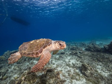 Curacao 'nun etrafındaki Karayip Denizi' nin mercan kayalığındaki Loggerhead Deniz Kaplumbağası