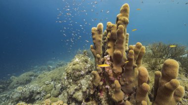 Curacao çevresindeki Karayip Denizi 'ndeki mercan resiflerinin sığ sularında sütun mercan ve süngerle kaplı deniz burnu.
