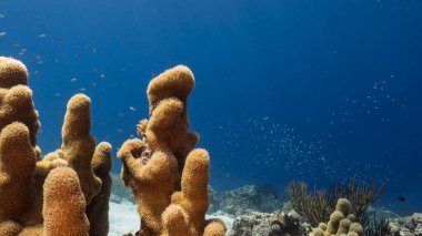 Curacao çevresindeki Karayip Denizi 'ndeki mercan resiflerinin sığ sularında sütun mercan ve süngerle kaplı deniz burnu.