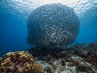 Okul balığı, Karayip Denizi 'nin sığ sularında Büyük Göz Balığı