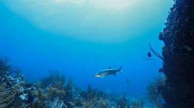 Karayip Denizi 'nde mercan resifi denizi, Tarpon balıkları, mercan ve süngerle Curacao.