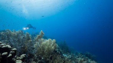 Karayip denizinde tropikal bir resifte dalgıçlar