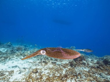 Curacao çevresindeki Karayip Denizi 'ndeki mercan resifinin sığ sularında mürekkep balığı.