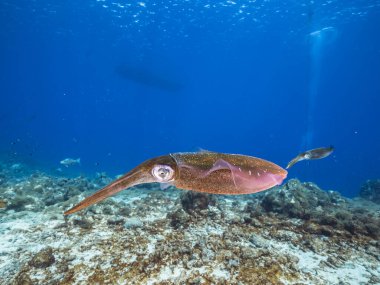 Curacao çevresindeki Karayip Denizi 'ndeki mercan resifinin sığ sularında mürekkep balığı.