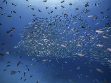 Okul balığı, Karayip Denizi 'nin sığ sularında Büyük Göz Balığı