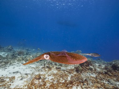Curacao çevresindeki Karayip Denizi 'ndeki mercan resifinin sığ sularında mürekkep balığı.