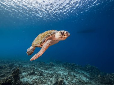 Curacao 'nun etrafındaki Karayip Denizi' nin mercan kayalığındaki Loggerhead Deniz Kaplumbağası