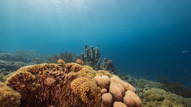 Karayip Denizi 'ndeki mercan resiflerinin turkuaz sularında deniz manzarası..