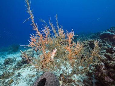 Curacao 'nun etrafındaki Karayip Denizi' nin mercan kayalığındaki Loggerhead Deniz Kaplumbağası