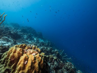 Karayip Denizi 'ndeki mercan resiflerinin turkuaz sularında deniz manzarası..