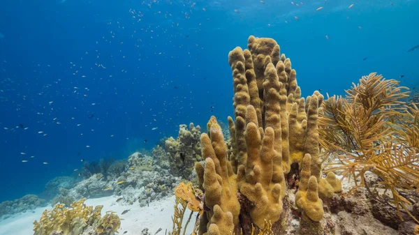 Tengeri Korallzátony Sekély Vízben Karib Tengeren Curacao Körül Pillérkorallokkal Szivaccsal — Stock Fotó