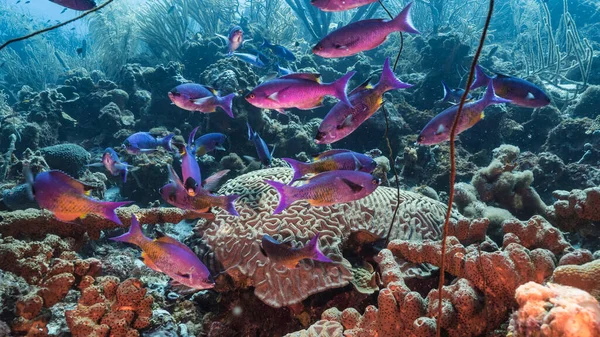 Przylądek Morski Turkusowej Wodzie Rafy Koralowej Morzu Karaibskim Curacao Rybami — Zdjęcie stockowe
