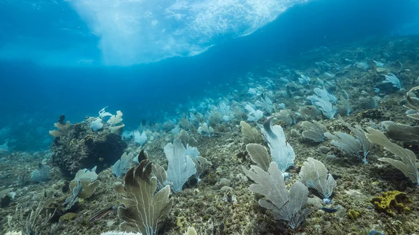 Korallenriff Der Karibik Curaçao Mit Gorgonien Korallen Und Schwamm — Stockfoto