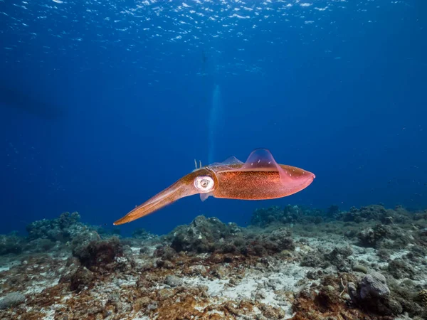 Rif Squid Ondiep Water Van Het Koraalrif Caribische Zee Rond — Stockfoto
