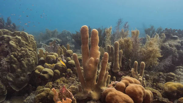 キュラソー周辺のカリブ海のサンゴ礁の浅い水の中での海の景色柱サンゴとスポンジ — ストック写真