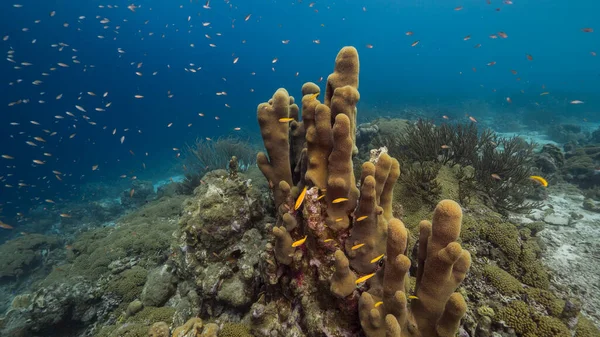 Meereslandschaft Flachen Wasser Des Korallenriffs Der Karibik Rund Curaçao Mit — Stockfoto