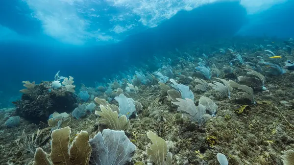 Морской Пейзаж Кораллового Рифа Карибском Море Кюрасао Горгонским Кораллом Губкой — стоковое фото