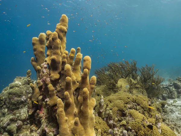 Θαλάσσιο Τοπίο Ρηχά Νερά Του Κοραλλιογενή Ύφαλο Στην Καραϊβική Θάλασσα — Φωτογραφία Αρχείου