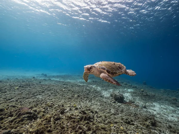 Curacao 'nun etrafındaki Karayip Denizi' nin mercan kayalığındaki Loggerhead Deniz Kaplumbağası