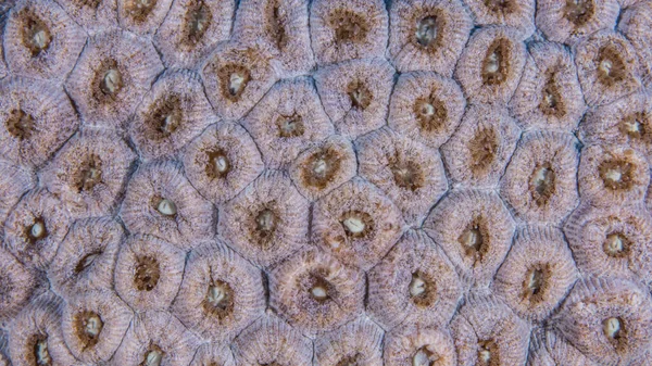 Close Macro Coral Morphology Reef Caribbean Sea Curacao — Stock Photo, Image