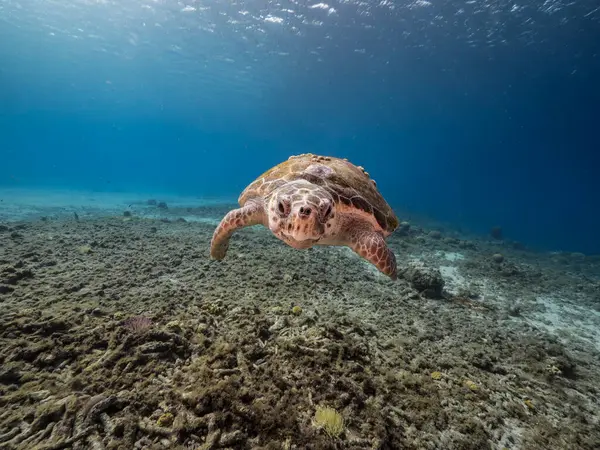 Curacao 카리브해의 산호초에 Loggerhead 거북이 — 스톡 사진