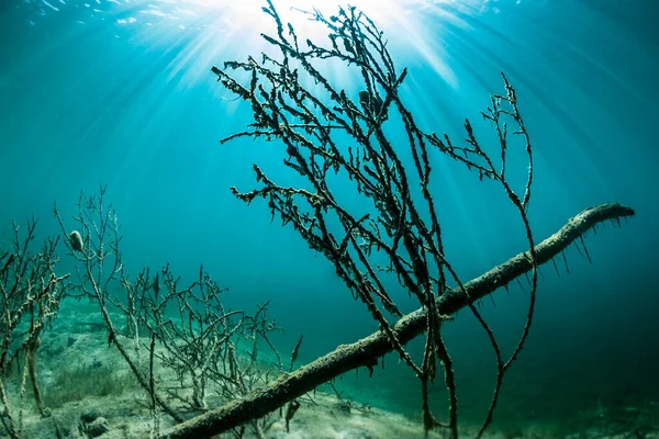 Underwater Scenery Magical Sun Beams River Maggia Switzerland Europe — Stock Photo, Image