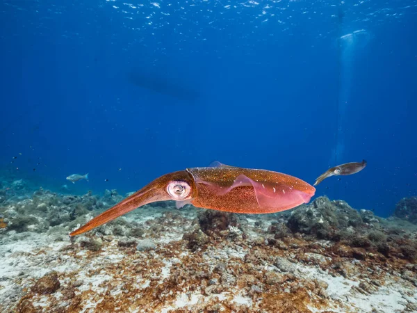 库拉索岛周围加勒比海珊瑚礁中的锯头海龟 — 图库照片