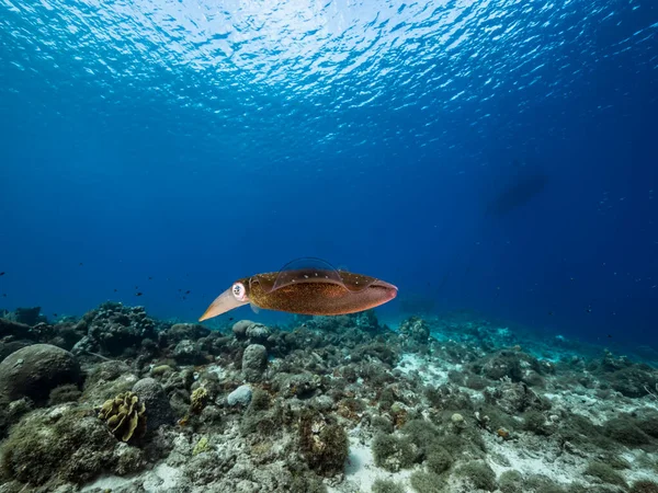 Calamar Arrecife Aguas Poco Profundas Del Arrecife Coral Mar Caribe —  Fotos de Stock