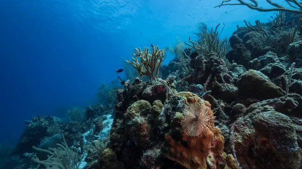 Paisaje Marino Aguas Turquesas Arrecife Coral Mar Caribe — Foto de Stock