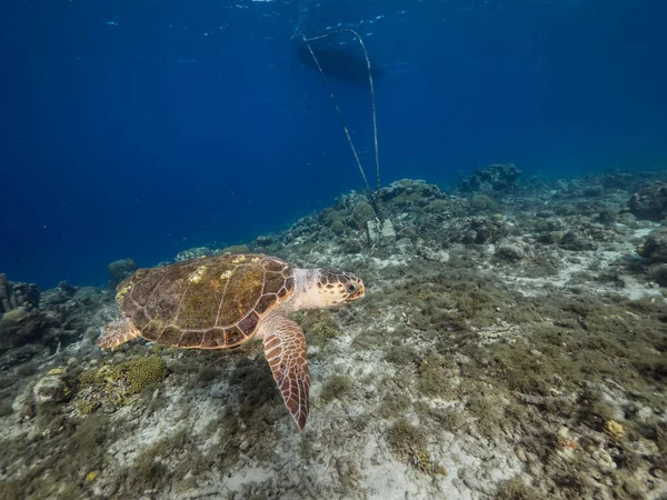 Żółw Morski Rafie Koralowej Morza Karaibskiego Wokół Curacao — Zdjęcie stockowe