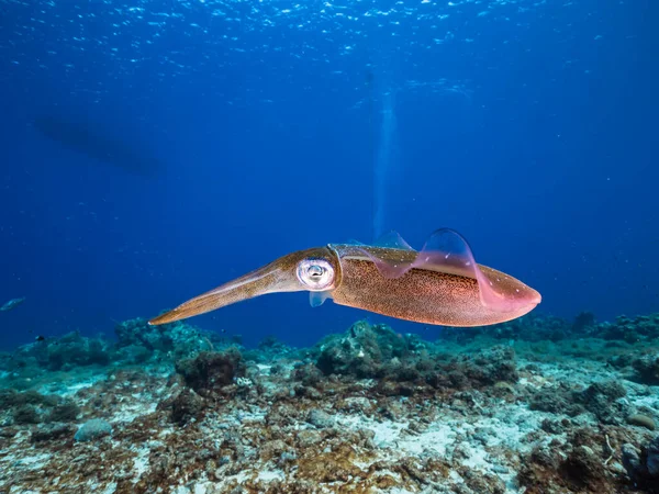 库拉索岛周围加勒比海珊瑚礁浅水区的珊瑚礁乌贼 — 图库照片