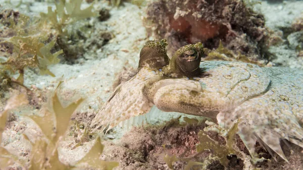 Close Eyed Flounder Recife Coral Mar Caribe Torno Curaçao — Fotografia de Stock