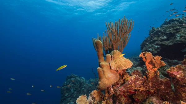 库拉索岛周围加勒比海珊瑚礁浅水区的海景 以珊瑚和海绵为支柱 — 图库照片