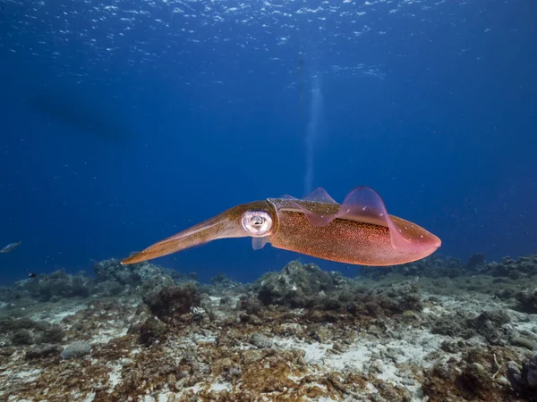 Riffkalmar Flachen Wasser Des Korallenriffs Der Karibik Rund Curacao — Stockfoto