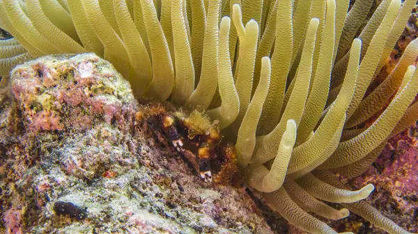 Großaufnahme Von Klammerkrabben Korallenriff Der Karibik Rund Curacao — Stockfoto