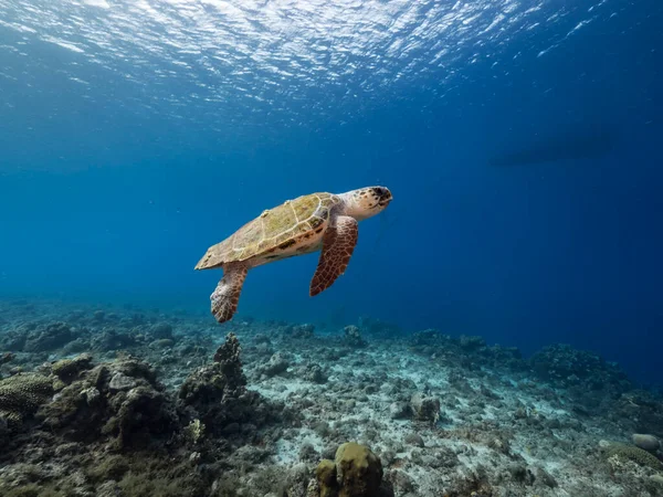 Curacao 'nun etrafındaki Karayip Denizi' nin mercan kayalığındaki Loggerhead Deniz Kaplumbağası