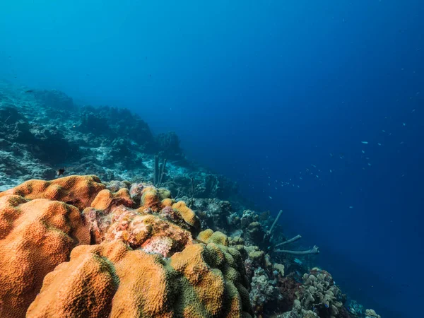 Capa Marinha Água Azul Turquesa Recifes Coral Mar Caribe — Fotografia de Stock
