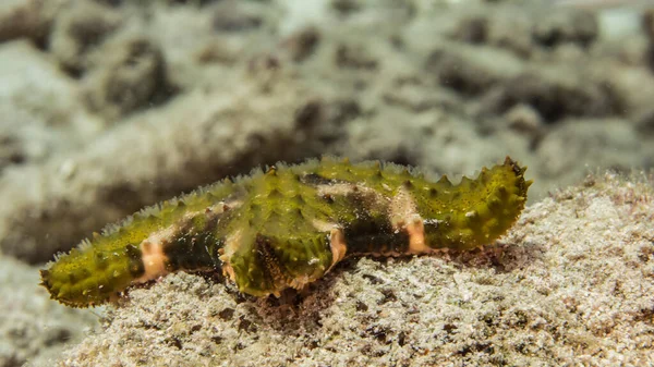 Close Star Fish Coral Reef Caribbean Sea Curacao — Stock Photo, Image