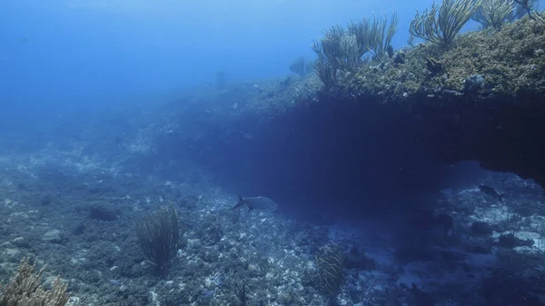 Seascape Coral Reef Caribbean Sea Curacao Tarpon Fishes Coral Sponge — Stock Photo, Image