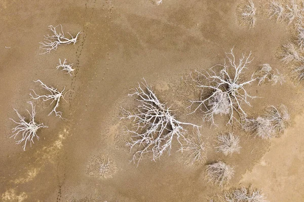 stock image Aerial view over dried lagoon on the island of Curaao. Caribbean Sea with dried trees