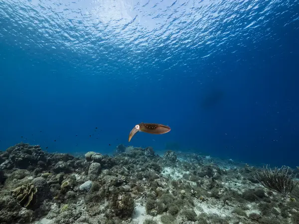 Calamar Arrecife Aguas Poco Profundas Del Arrecife Coral Mar Caribe —  Fotos de Stock