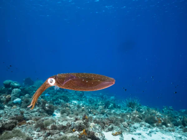 库拉索岛周围加勒比海珊瑚礁浅水区的珊瑚礁乌贼 — 图库照片