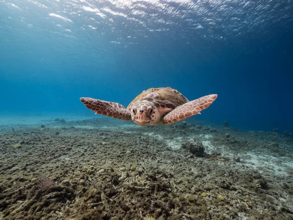 Морская Черепаха Коралловом Рифе Карибского Моря Вокруг Кюрасао — стоковое фото
