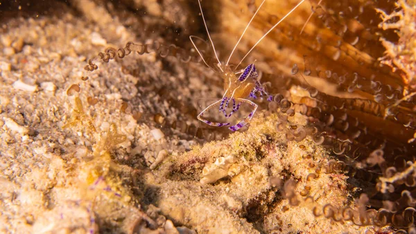 Close Pederson Cleaner Shrimp Coral Reef Caribbean Sea Curacao — Stock Photo, Image