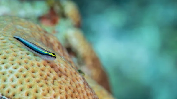 Kis Halak Közelsége Karib Tenger Korallzátonyán Curacao Körül — Stock Fotó