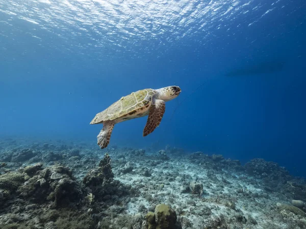 Dřevorubec Mořská Želva Korálovém Útesu Karibského Moře Kolem Curacaa — Stock fotografie