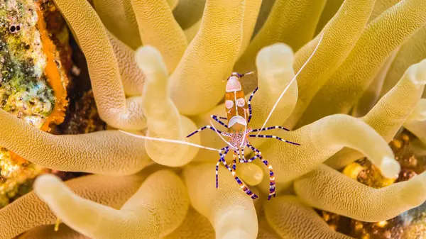 Κοντινό Πλάνο Του Spotted Cleaner Γαρίδες Κοραλλιογενή Ύφαλο Της Καραϊβικής — Φωτογραφία Αρχείου