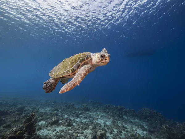 Curacao 'nun etrafındaki Karayip Denizi' nin mercan kayalığındaki Loggerhead Deniz Kaplumbağası